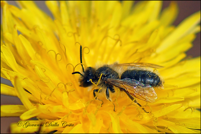 piccolo imenottero: Andrena sp.